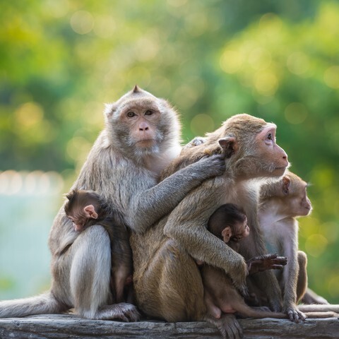 Family of monkeys